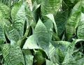 Green Birdnest Hahnii 